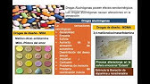 Neurotransmisor de Serotonina