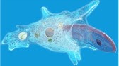 Vita al microscopio: Batteri e Protozoi