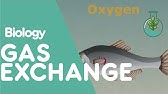 Gas Exchange In Different Animals | Physiology | Biology | FuseSchool