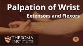 Palpation of the Extensors and Flexors of the Wrist