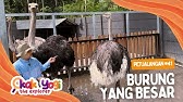 Kak Yogi The Explorer #41: Burung Yang Besar