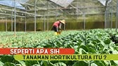 Popsctech : MENGENAL TANAMAN HORTIKULTURA BESERTA JENISNYA  #26