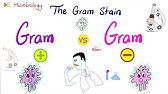 The Gram Stain (Gram-Positive vs Gram-Negative) and Bacterial Structure | Microbiology 🧫