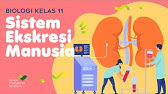 BIOLOGI Kelas 11 - Sistem Ekskresi Manusia | GIA Academy