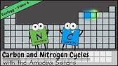 Carbon and Nitrogen Cycles