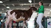 Dairy Judging Part 1 - The Basics with Megan Davenport