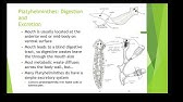 Para 6B