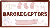 Baroreceptors