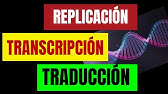 REPLICACIÓN, TRANSCRIPCIÓN Y TRADUCCIÓN CELULAR