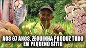 A ROÇA DE ARROZ DO ZÉQUINHA DO ALTO - PRODUZ 100%