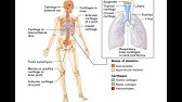 Chapter 6.1 Skeletal Cartilage BIO201