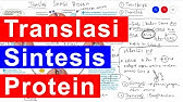 Tahapan Proses Translasi Sintesis Protein