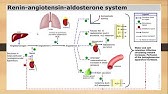 DETAIL!!! Mekanisme Renin Angiotensin Aldosteron System (RAAS) - bagian #2 Farmakologi ACE Inhibitor