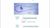 TrueAllele Process Overview