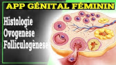 App Génital Féminin: Ovogenèse, Folliculogènese, Hormones | Histologie