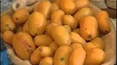 Dia de Campo na TV -  Colheita e Pós Colheita de Frutas