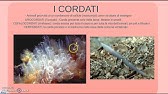 I Cordati