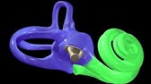 Physiologie de l'oreille