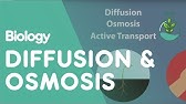 Transport in Cells: Diffusion and Osmosis | Cells | Biology | FuseSchool