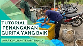 Penanganan Gurita yang baik agar kualitasnya terjaga!