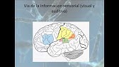 [Neurociencias] Procesamiento del Lenguaje (Area de Broca y Wernicke)