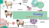 #bioteknologi #kloning #transferinti #biologisma BIOTEKNOLOGI MODERN | KLONING (TRANSFER INTI)