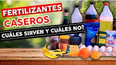 Cuáles son los Fertilizantes Caseros que DE VERDAD funcionan? Crecer tus plantas