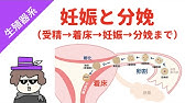 【妊娠と分娩】受精、着床、妊娠、分娩までの流れ