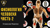 ФИЗИОЛОГИЯ ЧЕЛОВЕКА для Тренеров по Фитнесу - часть 2