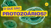 O que são PROTOZOÁRIOS?