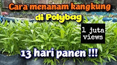 CARA MENANAM KANGKUNG DI POLYBAG AGAR CEPAT PANEN