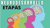 Cuáles son las Etapas del Neurodesarrollo?