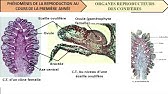 les gymnospermes cours de biologie végétale (botanique)