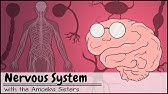 Nervous System