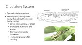 Internal Insect Morphology