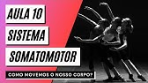 Videoaula 10 Sistema somatomotor (PARTE 2) - COMO MOVEMOS O NOSSO CORPO?