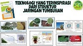 Teknologi yang Terinspirasi dari Struktur Jaringan Tumbuhan | Kelas 8