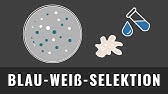 Blau-Weiß-Selektion | Transgene Bakterien | Biologie einfach erklärt