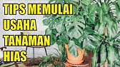 Tips Memulai Usaha Tanaman Hias