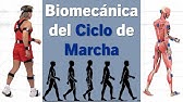 Biomecánica del Ciclo de Marcha