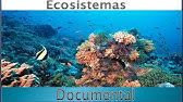Ecosistemas Discovery Chanel.