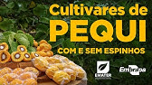 Cultivares de pequi com e sem espinhos