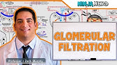 Renal | Glomerular Filtration