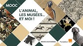 MOOC L’animal, les musées… et moi ! « Animal sauvage »