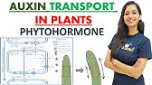 TRANSPORT OF AUXIN IN PLANTS I PHYTOHORMONE I Polar Transport I Plant Physiology I CSIRNET I GATE