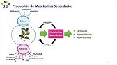 "Metabolitos Secundarios de Plantas", Dra. María L. Flores-López