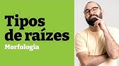 Morfologia e tipos de raízes - Aula 15 - Módulo V: Botânica | Prof. Gui