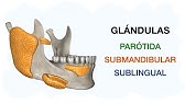 PARÓTIDA - SUBMANDIBULAR - SUBLINGUAL: Glándulas salivales mayores 🧠👨🏻‍⚕️