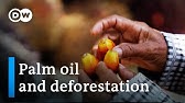 Safeguarding the rainforests - The future of palm oil | DW Documentary