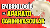 ✅ EMBRIOLOGÍA CARDIOVASCULAR 💉🧡